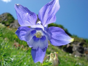 aquilegia Val Formazza